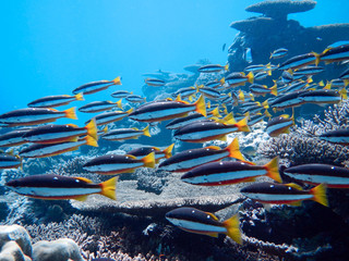Colourful underwater Coral reef with Twospot Snapper fish (Lutjanus biguttatus). Maldives © MassimilianoF