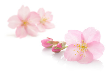  桜 花 春 ピンク 白 背景