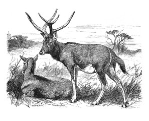 Père David's deer (Elaphurus davidianus), also known as the milu / Antique engraved illustration from Brockhaus Konversations-Lexikon 1908