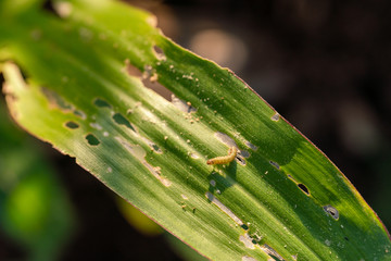 Corn leaf damaged by fall armyworm Spodoptera frugiperda.Corn leaves attacked by worms in maize field.