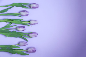 Purple tulips on the lavender background