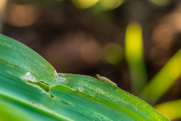 Corn leaf damaged by fall armyworm Spodoptera frugiperda.Corn leaves attacked by worms in maize field.