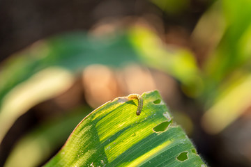 Corn leaf damaged by fall armyworm Spodoptera frugiperda.Corn leaves attacked by worms in maize...