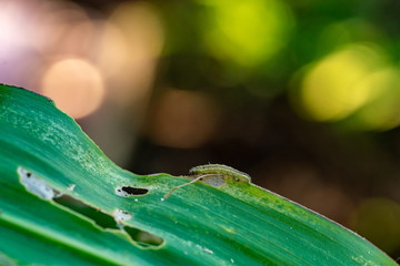 Corn leaf damaged by fall armyworm Spodoptera frugiperda.Corn leaves attacked by worms in maize...