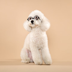 White poodle wearing funny glasses