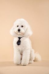 Funny white poodle with necktie