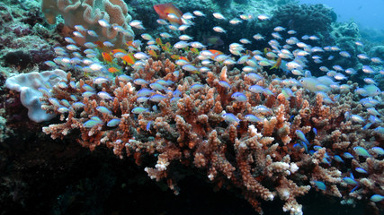 Blue dameselle (Peacock Damsel Pomacentrus pavo) on the reef. © MassimilianoF