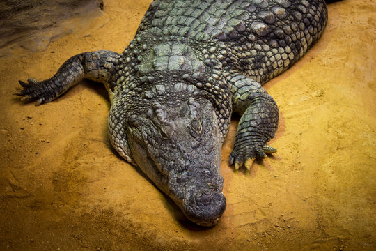cocodrilo