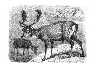 Fallow deer (Dama dama) Antique engraved illustration from Brockhaus Konversations-Lexikon 1908