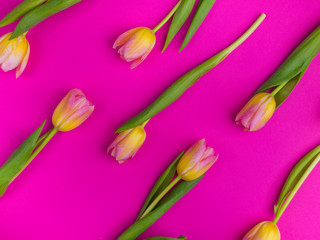 Yellow tulips pattern on pink background