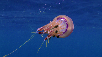 Tropical jellyfish (Mosaic Jellies Family Leptobrachidae) with small fish protected by the tentacle...