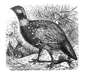 Fototapeta premium Francolinus vulgaris (Francolin european) Antique engraved illustration from Brockhaus Konversations-Lexikon 1908