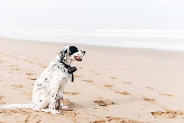 English setter on the beach. Outdoor time and doggy friend concept.