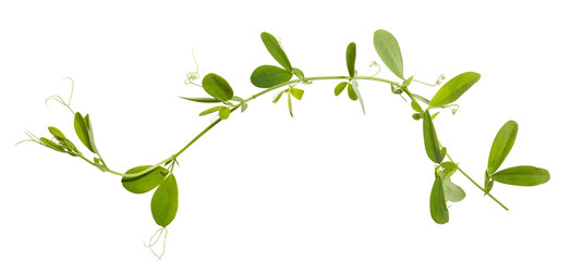 frame from grass isolated on white background. Vicia cracca. Mouse polka dots