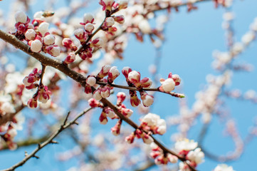 Apricot tree flowers with soft focus. Spring white flowers on a tree branch. Template for design. Apricot tree in bloom. Spring, seasons, white flowers of an apricot tree close-up.