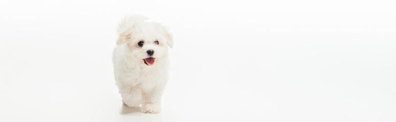 Panoramic shot of cute Havanese puppy on white background