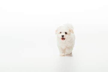 Cute and white Havanese puppy on white background