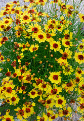 Obraz premium flourishing tickseed plant