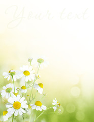 Sunny background with camomiles. Flowers on bokeh background, copy space. Spring or summer theme