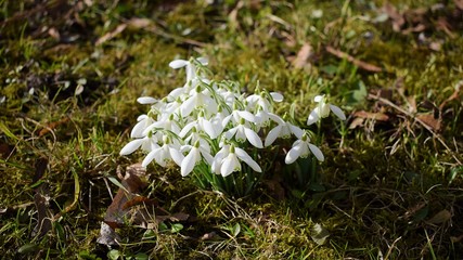 Snowdrops flowers growing on the lawn