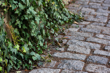 Green ivy hanging on paving stones is close
