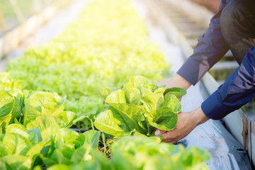 closeup hands young man farmer checking and holding fresh organic vegetable in hydroponic farm,...