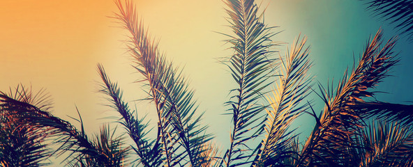 date palm trees against the sky. Selective focus.