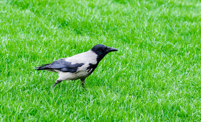 Grey crow is walking on green grass. Crow on the green background. Crow  side view.