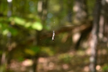 fly in the web