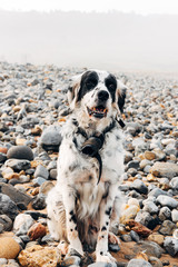 English setter on the beach.