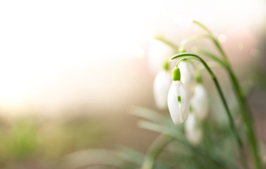 White snowdrop in defocus. Galanthus. The first spring flowers. Spring background. Copy space.
