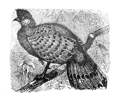 Grey peacock-pheasant / Antique engraved illustration from Brockhaus Konversations-Lexikon 1908