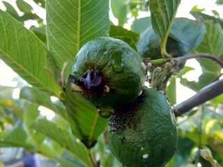 Green Guava (Common guava Psidium guajava) on the tree