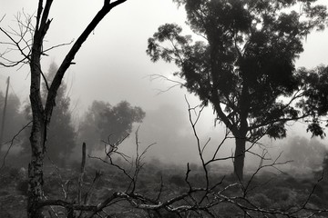 Eucalyptus forest covered by fog in the morning