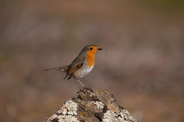 European robin bird on a rock with lichen
