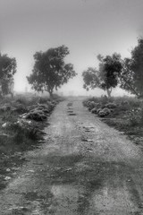 Path and Eucalyptus forest covered by fog in the morning
