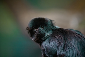 Titi de Goeldi (Callimico goeldii)