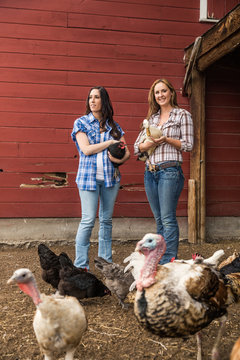Two young farm girls holding chickens. Bridger, Montana, USA