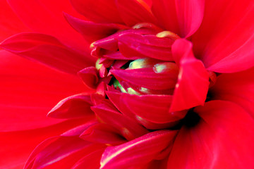 arge blooming red dahlia flower
