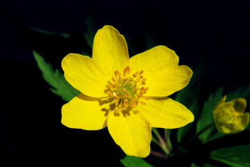 beautiful yellow flower on a background of green leaves 