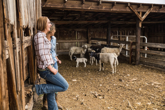 Two young cowgirls leaning against barn in animal pen. Bridger, Montana, USA