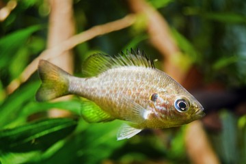 juvenile pumpkinseed or pond perch, curious look in planted freshwater nature aquarium,  little predator fish cause ecological disaster in Europe