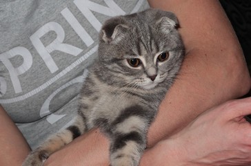 Blue cat Scottish fold. Kitten on the hands of.