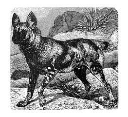 Lycaon pictus / Hyena hound / Antique engraved illustration from Brockhaus Konversations-Lexikon 1908