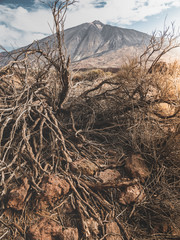 Toned closeup image of dry dead tree and rocks in arid desert