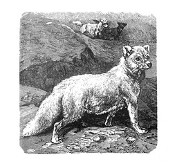 Polar fox, Artic fox (Canis lagopus) Antique engraved illustration from Brockhaus Konversations-Lexikon 1908