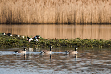 Canada Goose in habitat. His Latin name is Branta Canadensis.