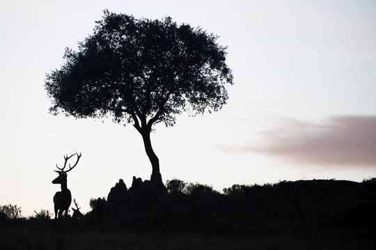 Silhouette of a deer stag and a tree