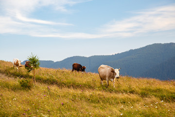 cows graze in a meadow in the Carpathians mountains. Summer landscape with cow grazing on fresh green mountain pastures. cattle grazing high up in mountains. healthy food and ecology concept