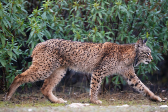 Iberian lynx